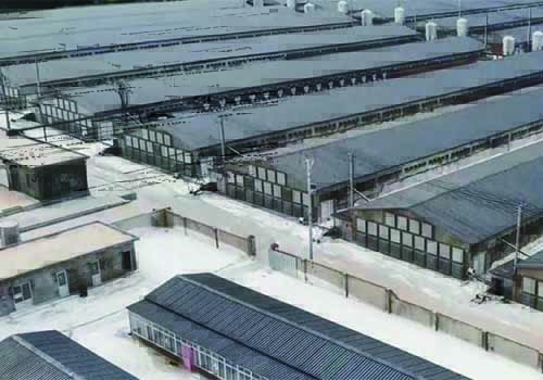 打造绿色畜禽养殖环境，派沃空气能助力养殖业实现节能降耗升级